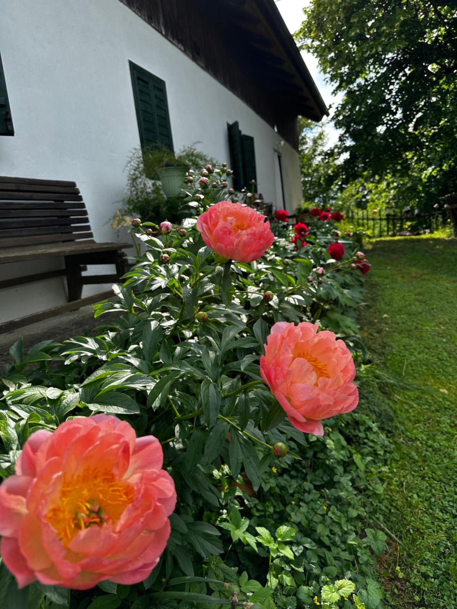 Estate Ana Guest House Ptuj Eksteriør bilde